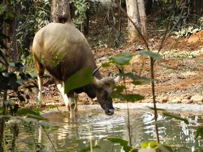 Pilikula Biological Park welcomes its new guests