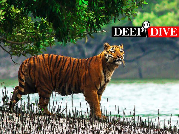 Tigers spilling over? How Sundarbans is close to carrying capacity