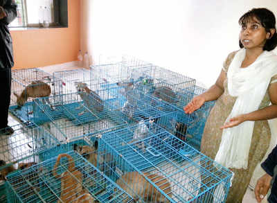 Sisters who adopted 43 strays thrown out of Palghar society
