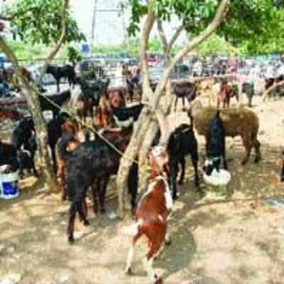 Eid to be celebrated in city with zeal