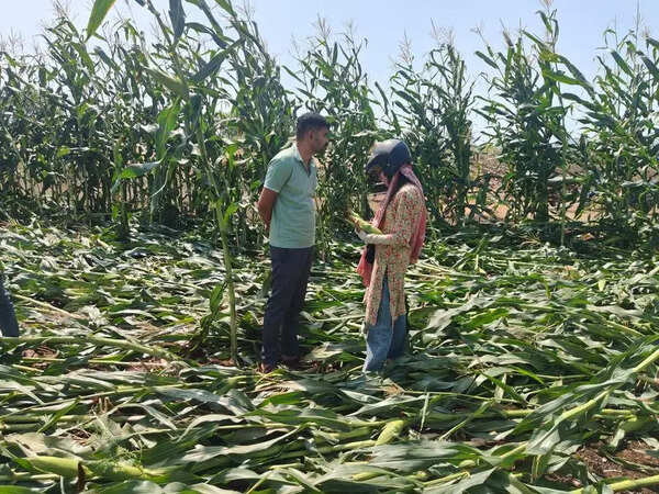 Crop damage survey begins in Barwani, Khargone