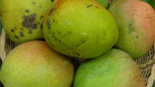Bombay Green Mango