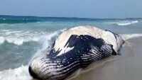 Watch: Whale shark washed ashore at Valinokkam Beach in Tamil Nadu 