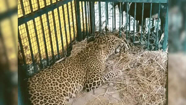 Three leopards rescued, released in forest areas of Bahraich and Kheri