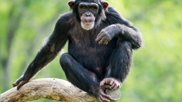 Chimpanzees (Ham and Enos)
