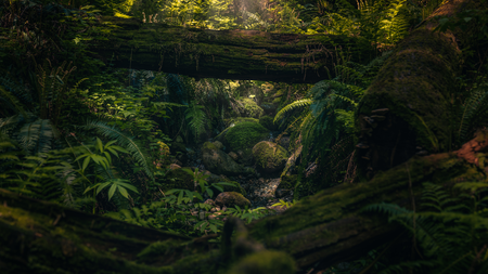The woods were lovely, dark, and deep...