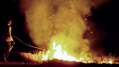 City News latest updates: Punjab witnesses 3,635 incidents of stubble burning