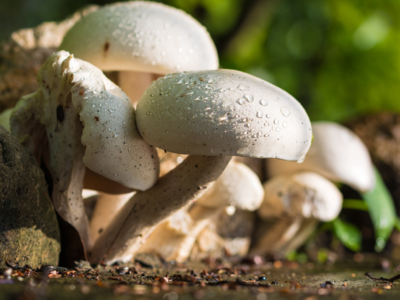 Covid-19: CCMB-backed start-up claims making immunity booster with Himalayan mushrooms
