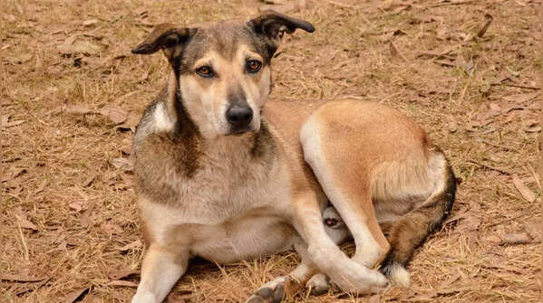 Rescue dog or desis
