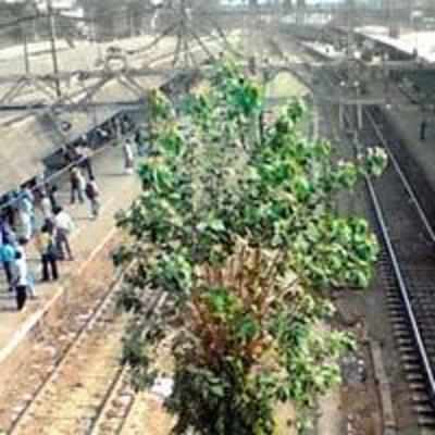 How a lizard held Thane station to ransom