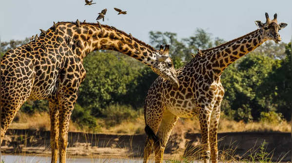 Giraffes