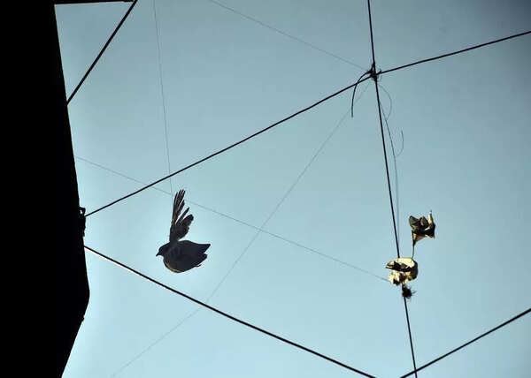 Hanging kite threads pose danger to birds, humans post-Uttrayan