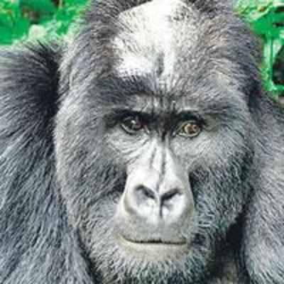 World's only bald gorilla