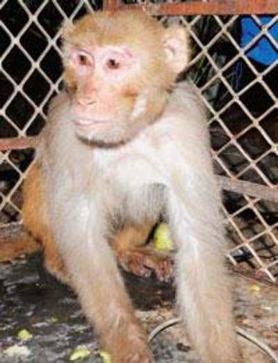 Vellore medicos brutally attacked and killed a female monkey