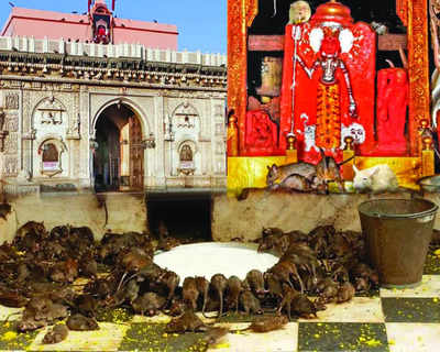 Did you know?  The Karni Mata Temple: A Rat Sanctuary