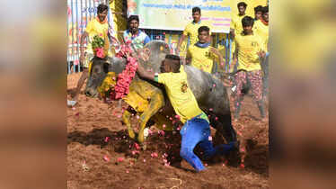 In pics: Ferocious bulls tamed at Tamil Nadu's Jallikattu competition