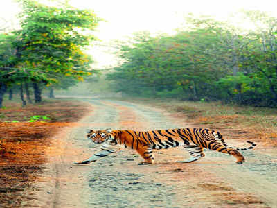 Kali Tiger Reserve’s new structure not for tourism