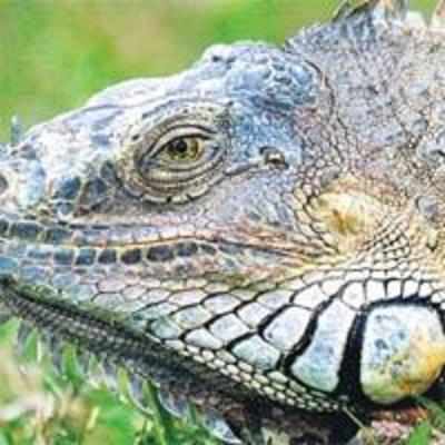 Dropping mercury '˜shuts' iguanas down