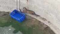Watch: Leopard cub pulled out of well in Pune 