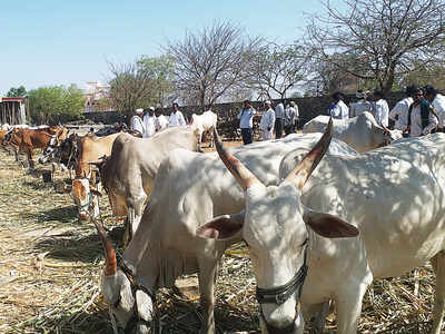 Ban on cattle slaughter has done little to stop beef trade in Maharashtra