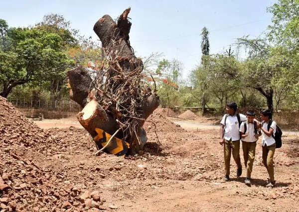 Century-old banyan tree transplanted by Nashik civic body