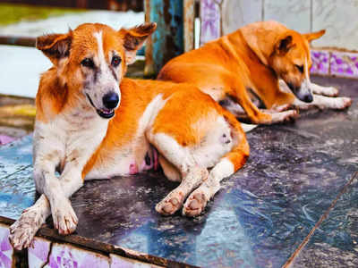 BBMP keeps watch on 300 microchipped stray dogs