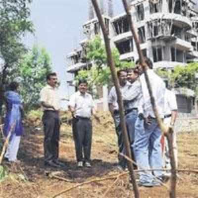 BMC lodges complaint about illegally hacked trees on its plot