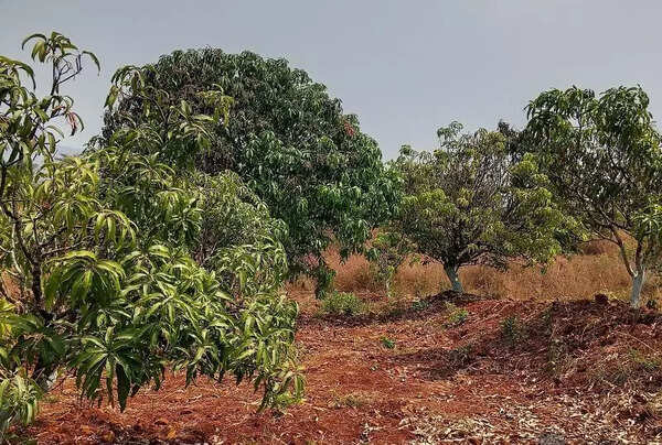 Ratnagiri, Devgad Alphonso mango yield hit by erratic weather; arrivals drop, prices shoot up