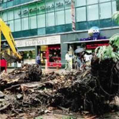 Corporators ask civic body to compensate tree fall victims