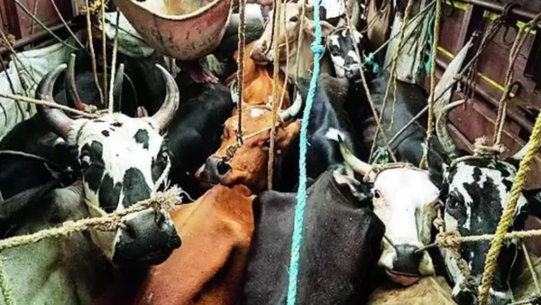 Karnataka govt may authorise 'shoot-at-sight' orders against cattle smugglers