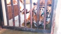 Coolers installed at Jodhpur zoo to provide relief to animals 