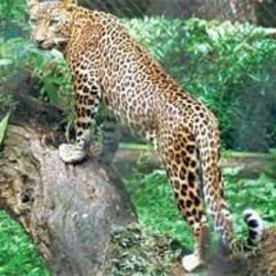 Villagers kill and burn leopard