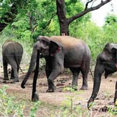 Govt's anti-Naxal operation drives wild elephants into villages