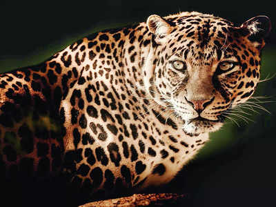 High-tech hunt for elusive leopard