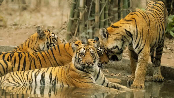 Maharashtra Day 2026: 10 iconic animals of Maharashtra and best places to find them