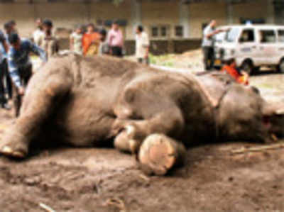 Animal lovers answer trunk call, help rescue 60-year-old elephant