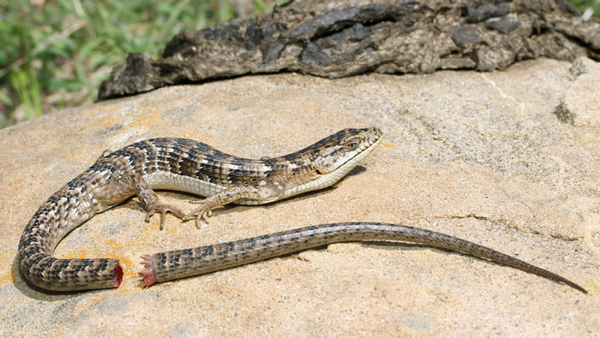 How many times can a lizard lose its tail and grow it back?