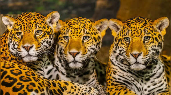 Jaguars