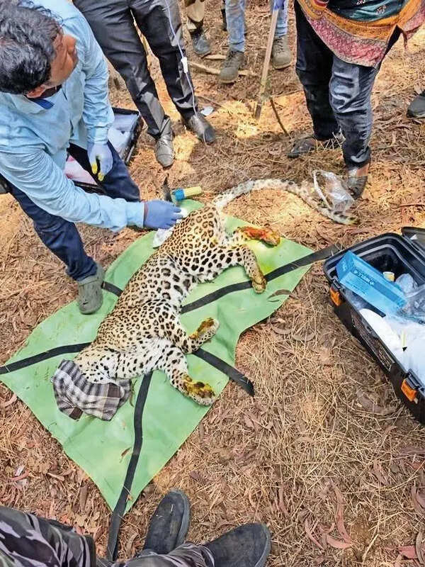 Injured leopard rescued from Wagle Estate in Thane