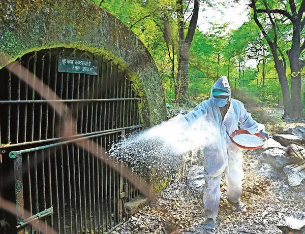 Maharajbagh zoo on alert over CDV and bird flu scare