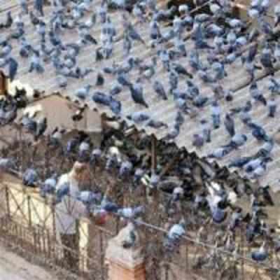 From Ghatkopar, pigeons to fly off to new kabutarkhana