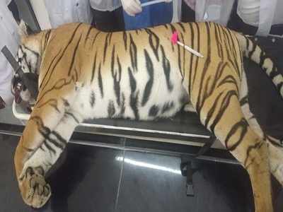 Maharashtra tigress Avni had not eaten for 4-5 days: Necropsy report