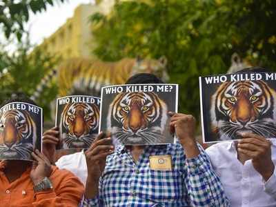 Tigress Avni's death: Sanjay Nirupam demands Sudhir Mungantiwar’s resignation
