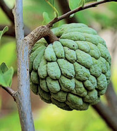 Custard apple что это за фрукт