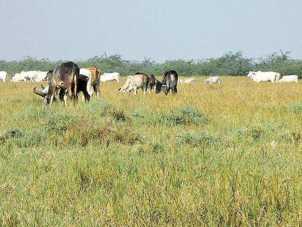 National Green Tribunal orders Gujarat to set up panel to clear encroachments in Banni