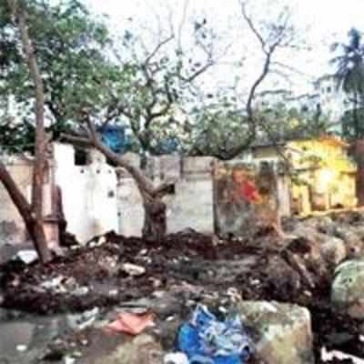 100-yr-old banyan tree hacked for Pali market revamp