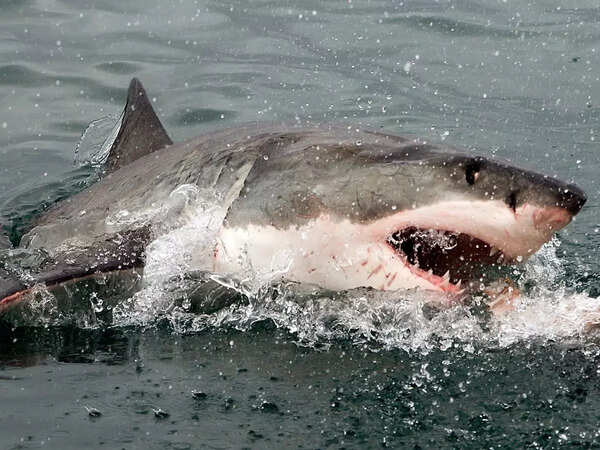 10 largest creatures that live deep inside the oceans