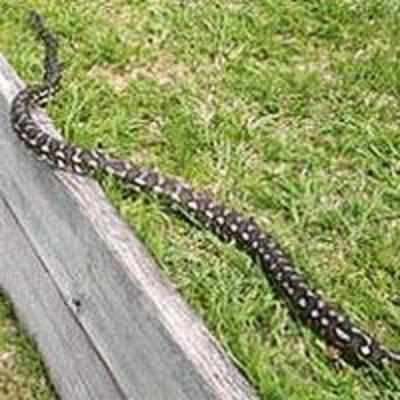 Death adder scare for scots