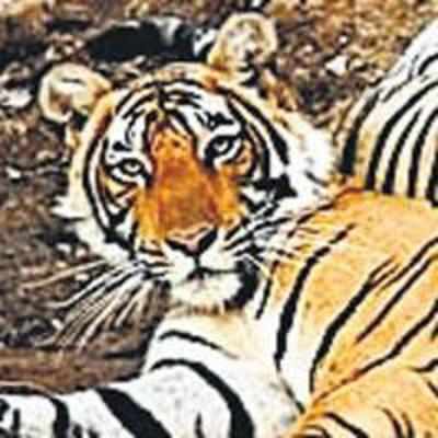 Jungle Lore vows to keep tiger tale alive