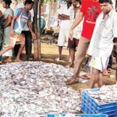 Rogue fishermen putting pomfret population at risk